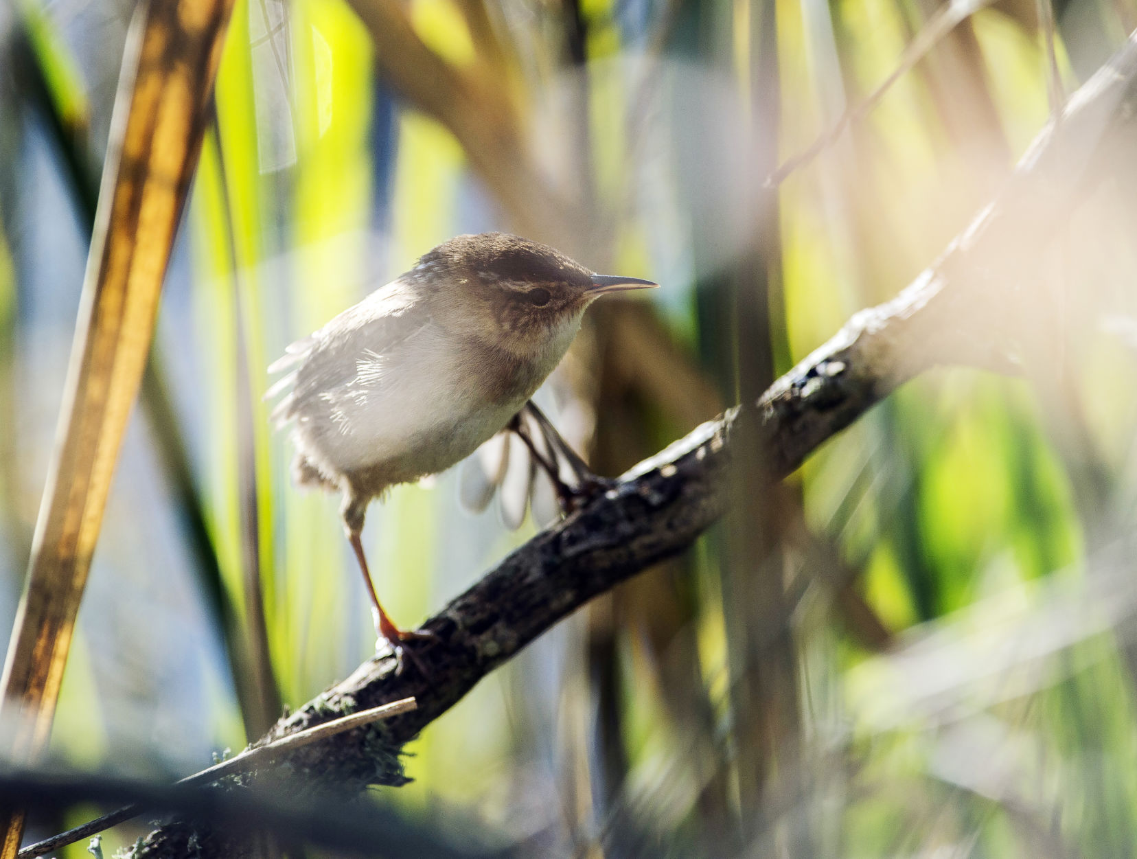 ACA.birdcount20.010619